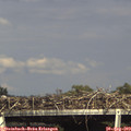 16_45-mast.jpg