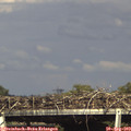 16_50-mast.jpg
