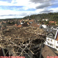 16_50-nest.jpg
