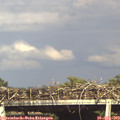 17_00-mast.jpg