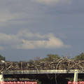 17_05-mast.jpg