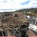 17_05-nest.jpg