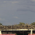 17_20-mast.jpg
