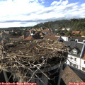 17_20-nest.jpg