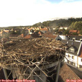17_30-nest.jpg