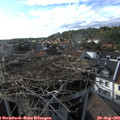 17_35-nest.jpg