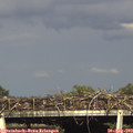 17_40-mast.jpg