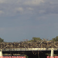 17_50-mast.jpg