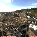 17_50-nest.jpg