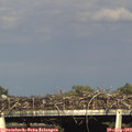 17_55-mast.jpg