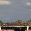 18_00-mast.jpg