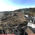 18_00-nest.jpg