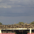 18_15-mast.jpg