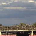 18_25-mast.jpg