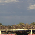 18_50-mast.jpg