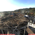 18_50-nest.jpg