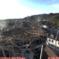 19_10-nest.jpg
