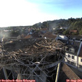 19_20-nest.jpg