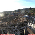 19_25-nest.jpg