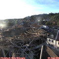 19_30-nest.jpg