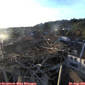 19_40-nest.jpg