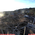 19_45-nest.jpg