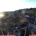 19_50-nest.jpg