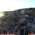 19_55-nest.jpg