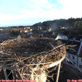 06_50-nest.jpg