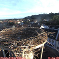 06_55-nest.jpg