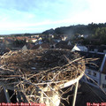 07_00-nest.jpg