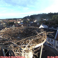 07_05-nest.jpg