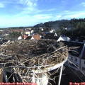 07_50-nest.jpg