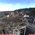 09_20-nest.jpg
