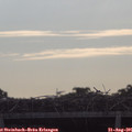 09_25-mast.jpg
