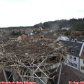 09_50-nest.jpg