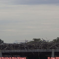 10_50-mast.jpg