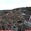 10_50-nest.jpg