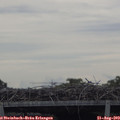 11_05-mast.jpg