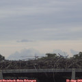 11_15-mast.jpg