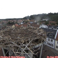 11_15-nest.jpg