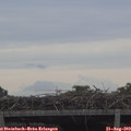 11_20-mast.jpg