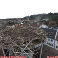 11_20-nest.jpg