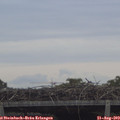 11_25-mast.jpg