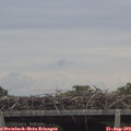 11_35-mast.jpg