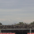 11_40-mast.jpg