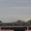 11_45-mast.jpg