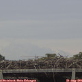 11_50-mast.jpg