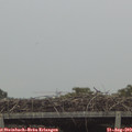 12_00-mast.jpg