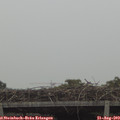 12_15-mast.jpg